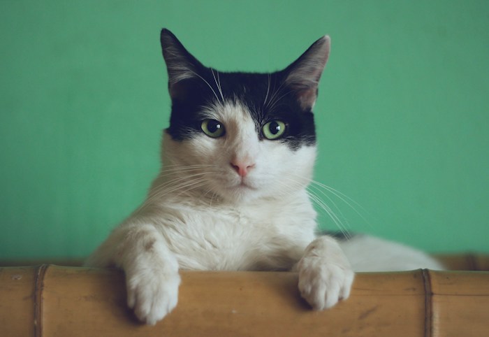 Black and white cat resting its paws on a wooden ledge